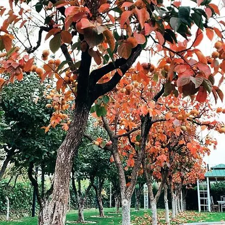 Feriested Park Ashik *